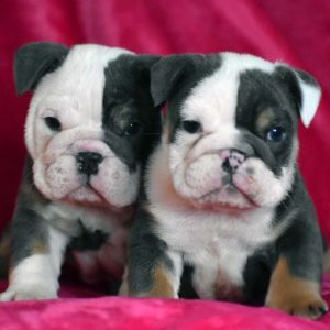 Cachorros de bulldog inglés blue en venta