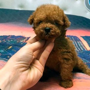 Cachorro de caniche miniatura en venta