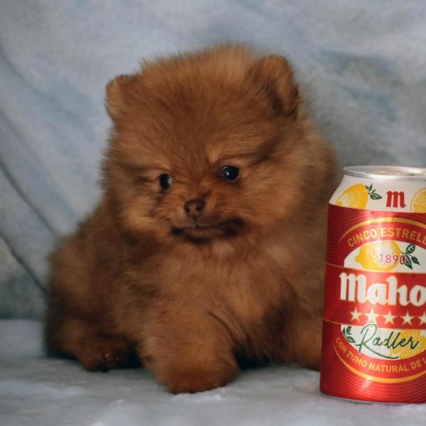 Cachorro de pomerania miniatura a la venta