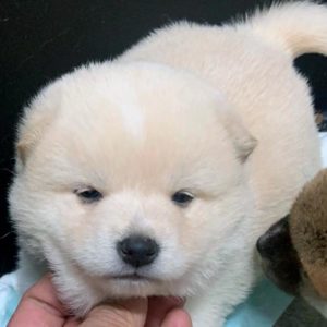Cachorro de shiba inu a la venta